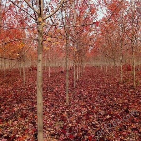 雄风园林 美国红枫小苗 常年供应美国红枫   5-12公分美国红枫