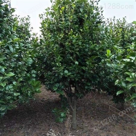 雄风园林大型茶花树 树形优美花期长 茶花盆栽技术