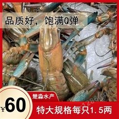 鲜活小龙虾 澳洲淡水小龙虾 人工养殖澳龙 特大规格澳龙一两五以上  21年10月货源不多