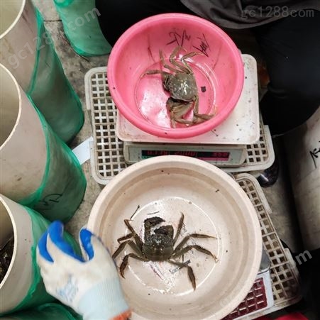 现捞螃蟹批发小规格每只2.5两规格公蟹11月11号25元每斤