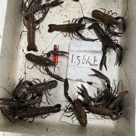 鲜活小龙虾 澳洲淡水小龙虾 人工养殖澳龙 特大规格澳龙一两五以上  21年10月货源不多