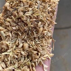 干燥稻壳 饲养垫圈软性颗粒 吸潮性好 改善饲养环境 早春