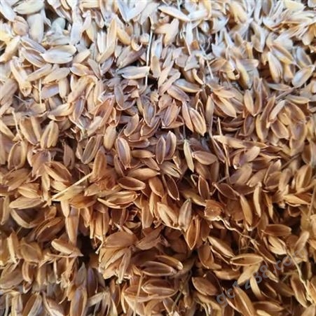 酒厂酱料厂酿造用稻壳 覆盖保温发酵 透气性好 早春农产品