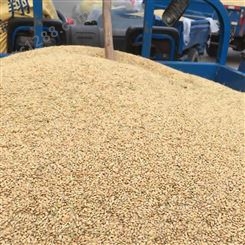 散装稻壳 干燥柔软牲畜垫圈使用 改善养殖潮湿环境 早春农产品