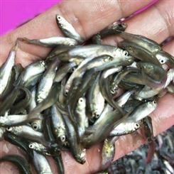 草鱼苗 身体窄小略长 淡水养殖草鱼水花 全国发货