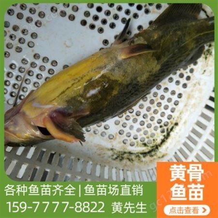 黄骨鱼苗养殖场 黄沙古鱼种 生长迅速 育兴渔业现货
