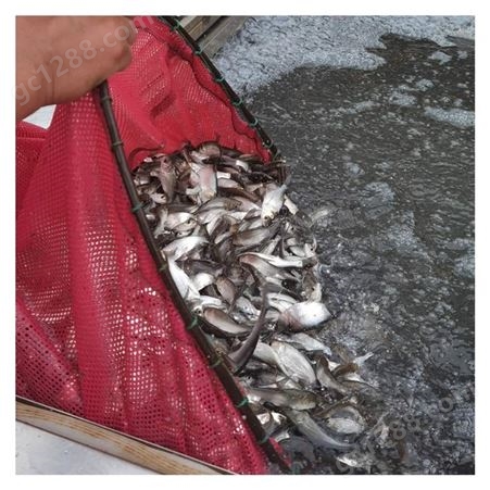 淡水养殖塘鲺苗 本地塘角鱼种现货出售 育兴渔业