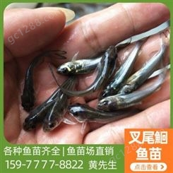 5-7厘米斑点叉尾鮰鱼苗 叉尾鱼现货供应 品种齐全