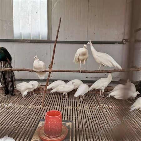 白孔雀出售 活体脱温开屏 景区观赏孔雀苗 隆泰养殖场