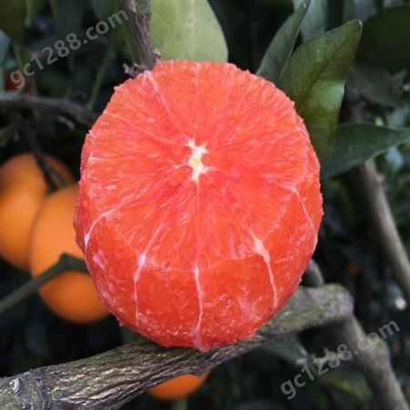 橙子苗橙子树苗盆栽地栽果树苗红肉脐橙苗当年结果南方北方种植