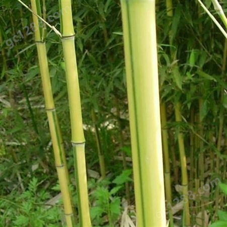 竹子基地 批发黄金竹 金香玉竹 品种齐全 