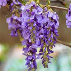 多花紫藤花苗树苗爬藤植物盆栽花园围墙庭院攀援植物可食用紫藤萝