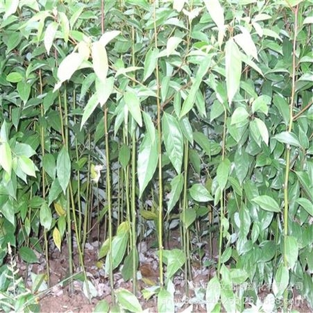 基地供应香樟树苗 庭院绿化四季常青植物 工程用苗小叶香樟树