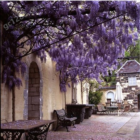 多花紫藤花苗树苗爬藤植物盆栽花园围墙庭院攀援植物可食用紫藤萝