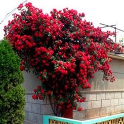 蔷薇花苗 爬藤月季玫瑰 四季爬墙绿植3年大苗 庭院室内花卉盆栽植