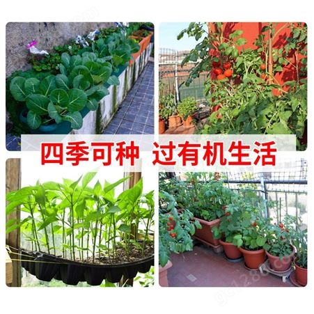 蔬菜种子四季阳台盆栽生菜籽草莓黄瓜西瓜辣椒葱香菜种籽社区团购