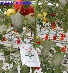 捕食螨应用于草莓、柑橘、蔬菜、茶叶等作物红蜘蛛的防治
