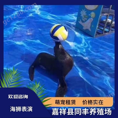 海狮表演出租 大型商场观赏海洋动物展览 性格温顺