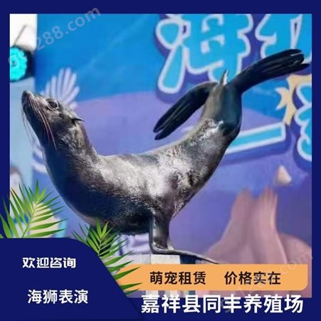 海狮表演出租 大型商场观赏海洋动物展览 性格温顺