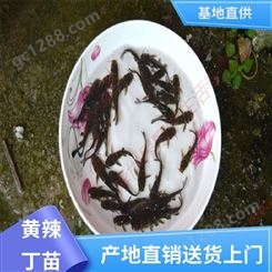 黄辣丁苗出售 专业淡水鱼养殖 产量好 包品质 基地直售